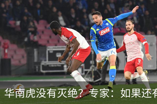 华南虎没有灭绝？专家：如果还有，最可能在山西，不在广东福建